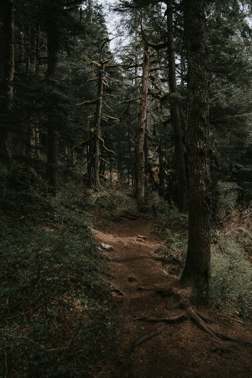 green trees on brown soil