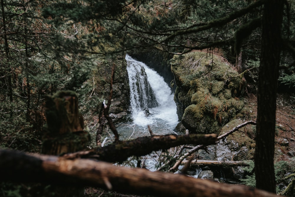 water falls in the middle of the forest