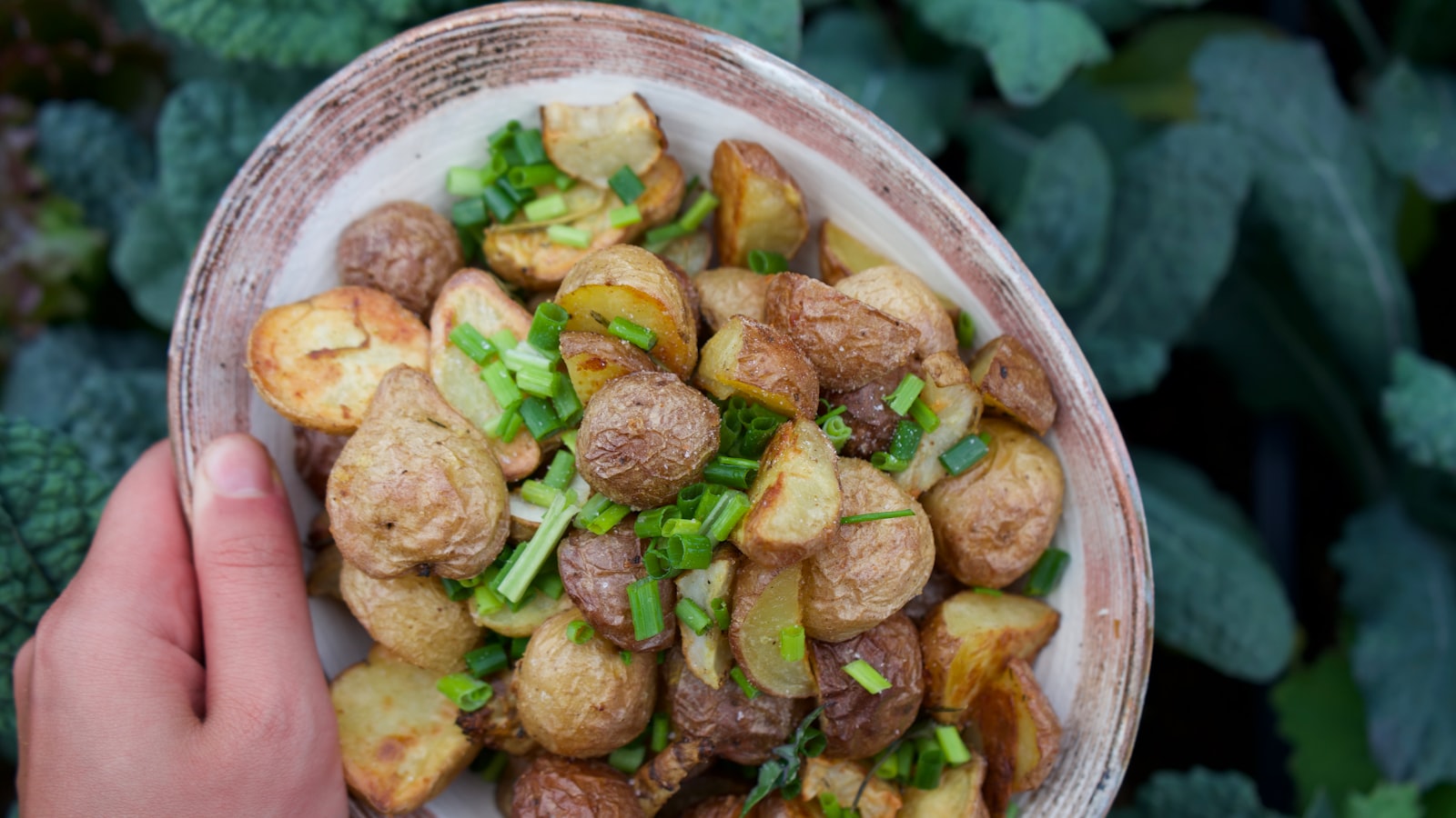 Factors to consider before planting potatoes in Pennsylvania