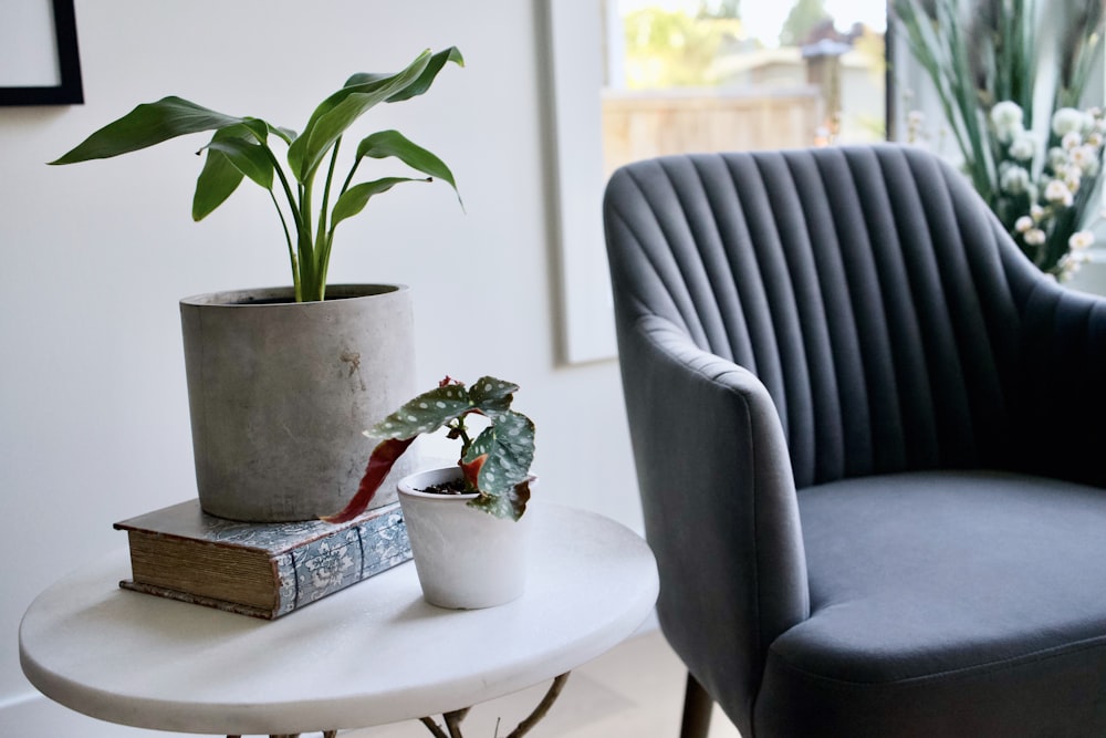 green plant in white ceramic pot on white round table