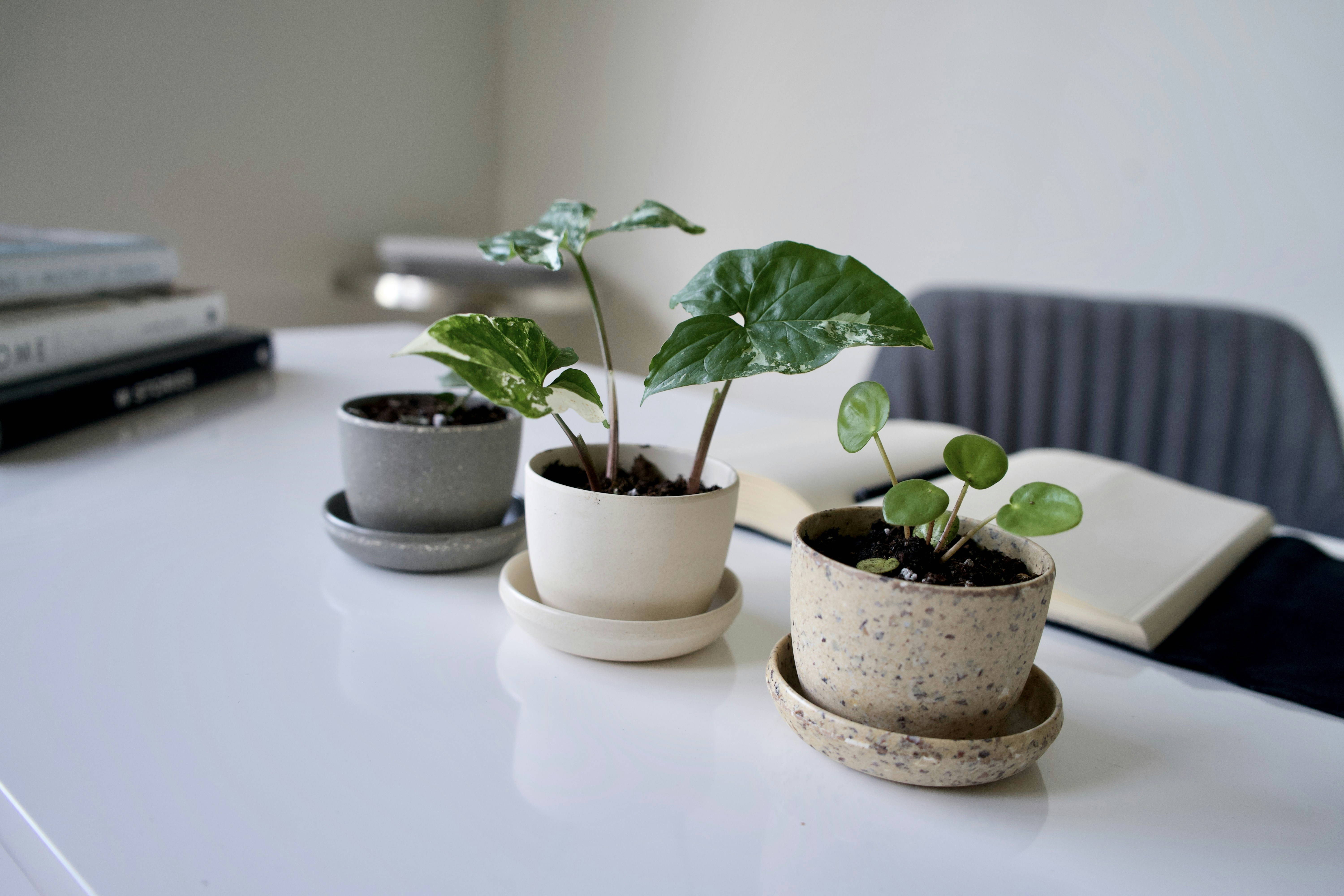 Green plant in white ceramic pot