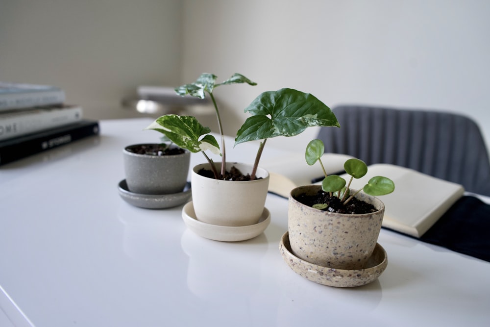 green plant in white ceramic pot