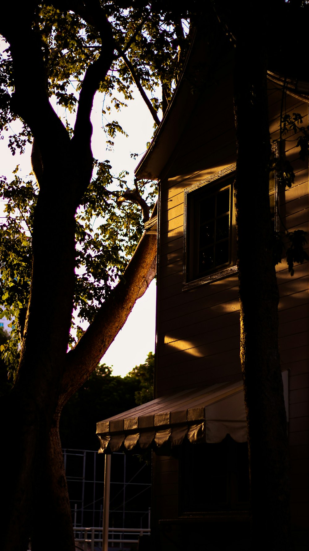 brown tree near white wooden house during daytime