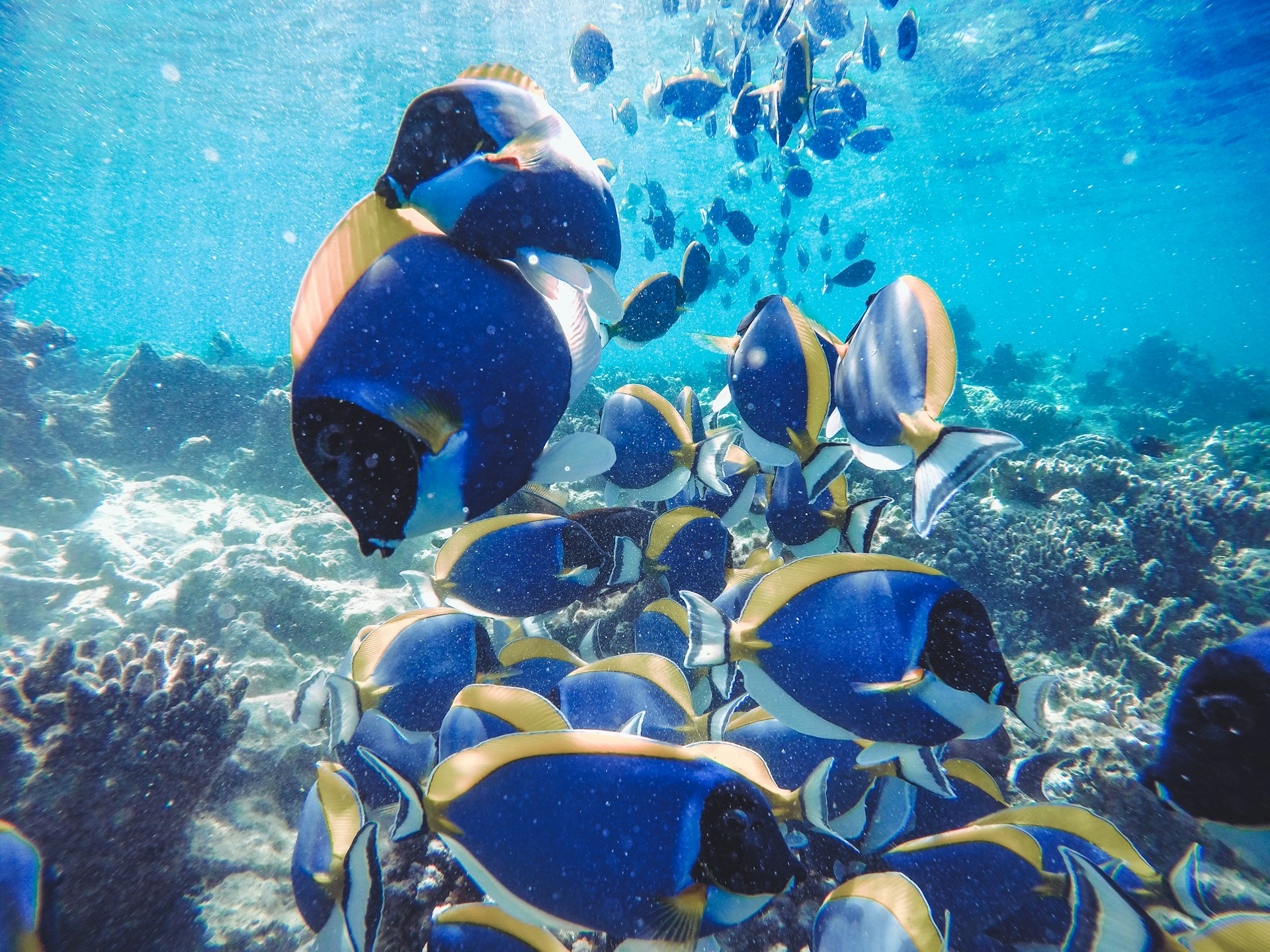 black and yellow fish in water