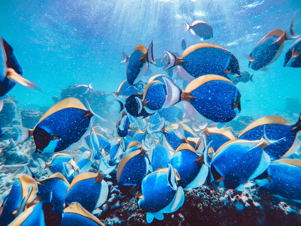 school of blue and black fish