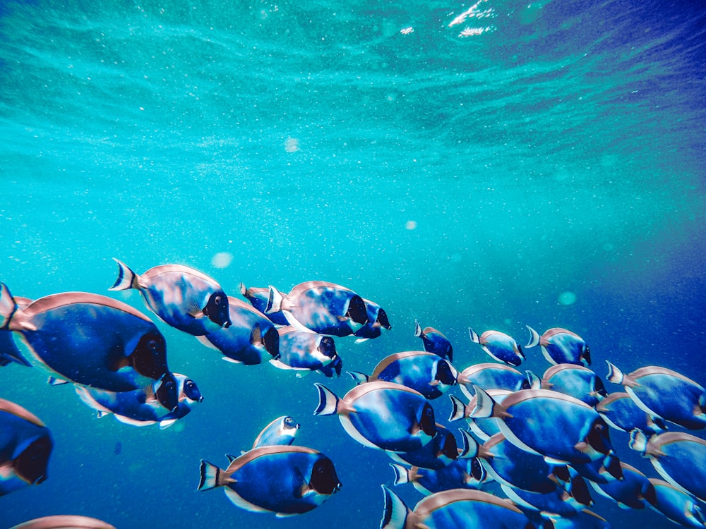 school of fish in water