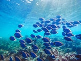 School of tropical fish swimming through sunlit waters near Isla Isabel