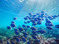 A school of shimmering fish darting through crystal-clear tropical waters.