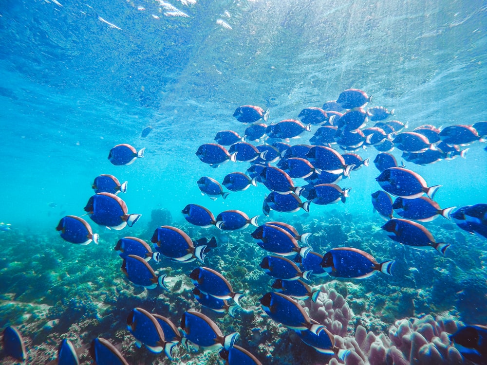 school of fish in water