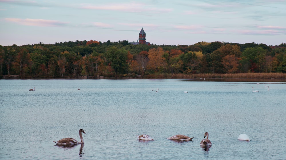 flock of geese on water during daytime