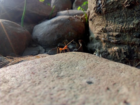 A small orange ant is seen crawling on a flat rock surface, surrounded by larger rocks and a natural setting with some greenery. The lighting is soft, with sunlight casting shadows on the rocks.