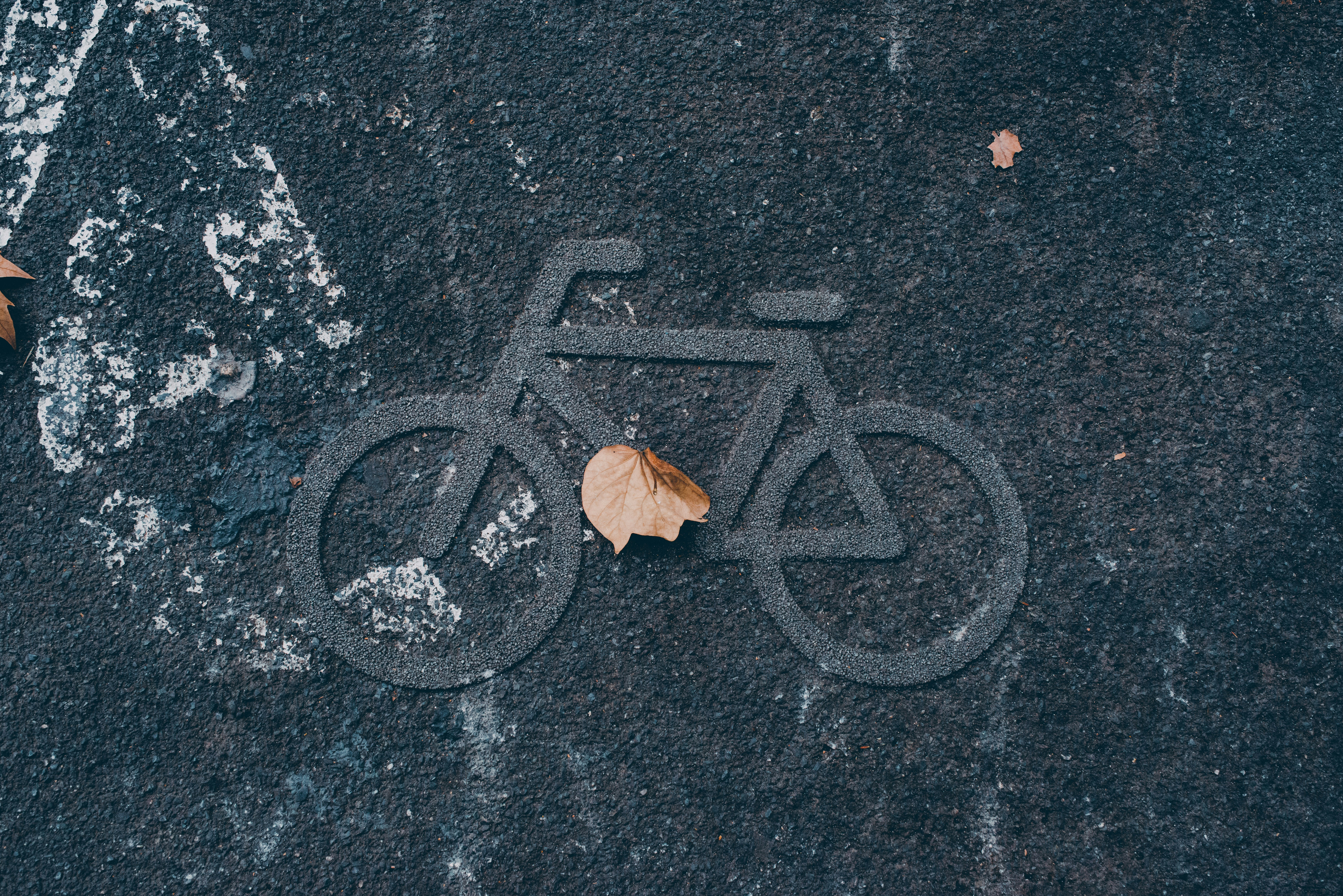 brown leaf on black concrete floor