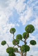 A tree with uniquely pruned, spherical clumps of green foliage against a partly cloudy blue sky.