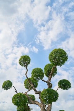 A tree with uniquely pruned, spherical clumps of green foliage against a partly cloudy blue sky.