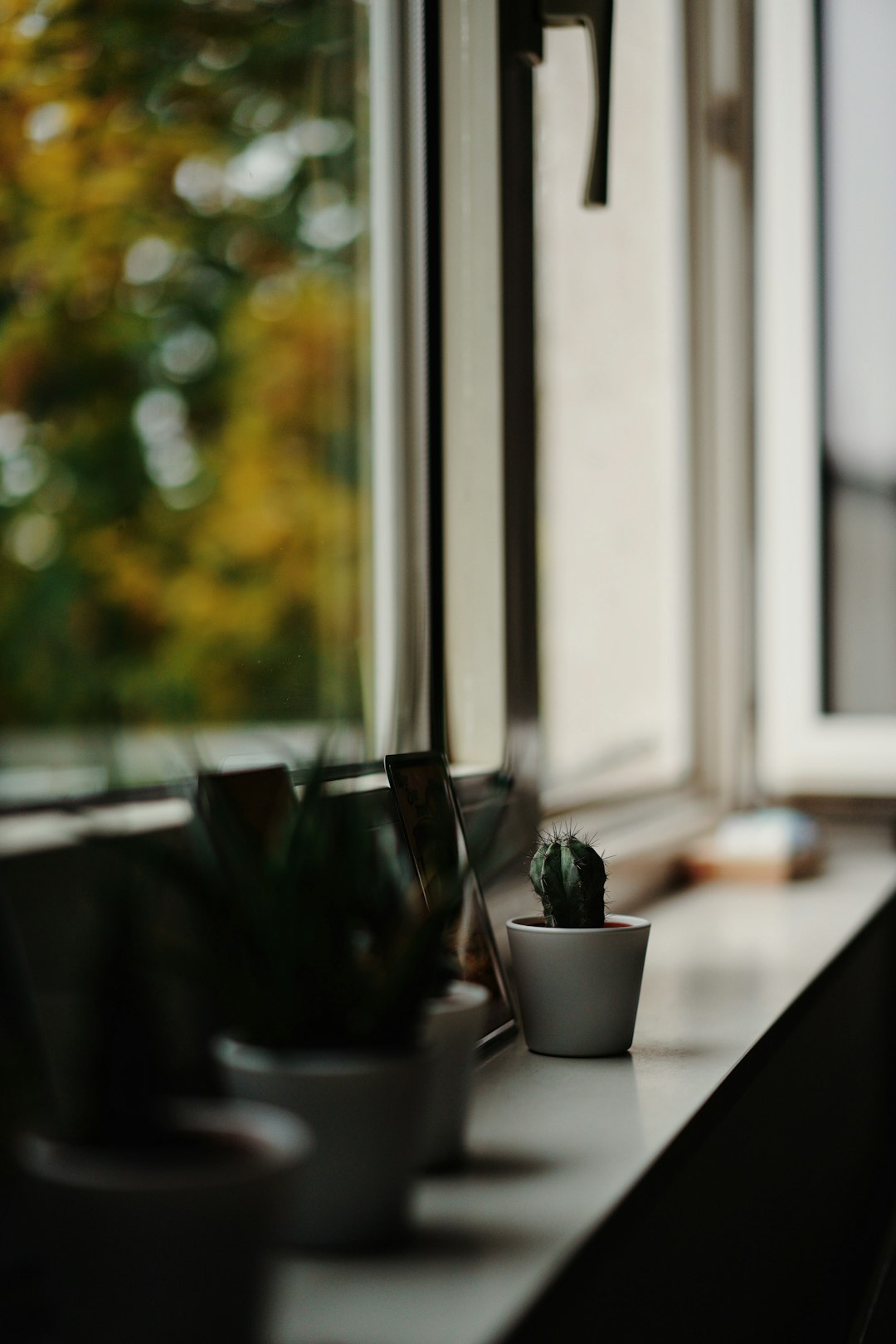 green potted plant on brown wooden table