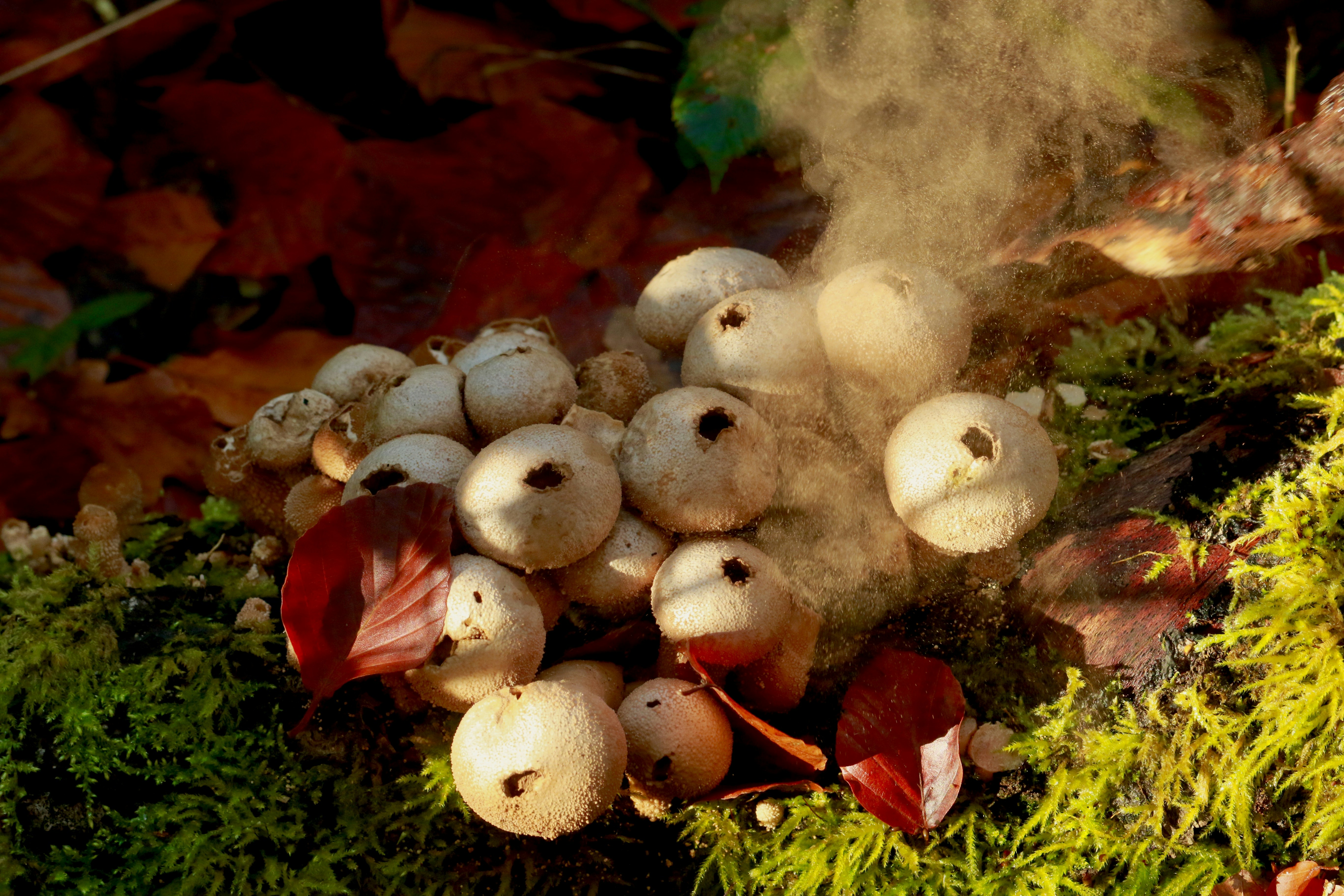 緑の芝生に白と赤のキノコの写真 Unsplashで見つける茶色の無料写真