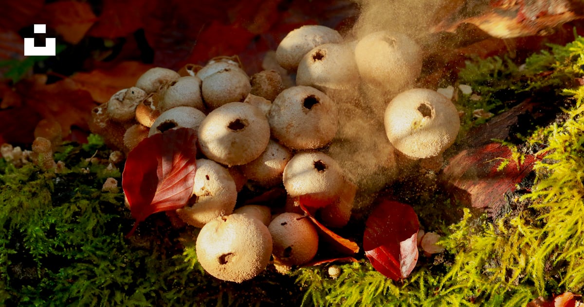 緑の芝生に白と赤のキノコの写真 Unsplashで見つける茶色の無料写真 緑の芝生に白と赤のキノコの写真 Unsplashで見つける茶色の無料写真