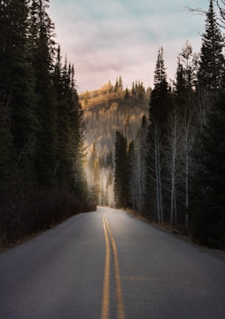 gray asphalt road between trees under white clouds during daytime
