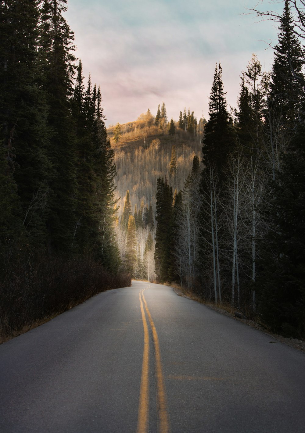 gray asphalt road between trees under white clouds during daytime