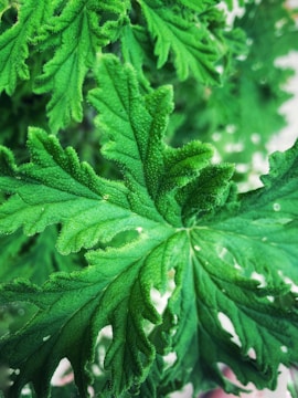 Close-up of a healthy plant leaf being examined by an agronomist in a field.
