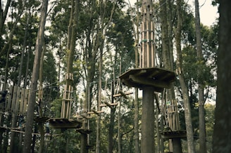 Wooden platforms are elevated and secured among tall trees in a dense forest. The platforms are interconnected with various suspended bridges and rope pathways high above the forest floor. Some of the pathways consist of planks and ropes that challenge balance and agility.