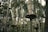 Wooden platforms are elevated and secured among tall trees in a dense forest. The platforms are interconnected with various suspended bridges and rope pathways high above the forest floor. Some of the pathways consist of planks and ropes that challenge balance and agility.