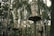 Wooden platforms are elevated and secured among tall trees in a dense forest. The platforms are interconnected with various suspended bridges and rope pathways high above the forest floor. Some of the pathways consist of planks and ropes that challenge balance and agility.