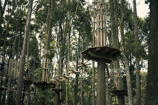 Wooden platforms are elevated and secured among tall trees in a dense forest. The platforms are interconnected with various suspended bridges and rope pathways high above the forest floor. Some of the pathways consist of planks and ropes that challenge balance and agility.