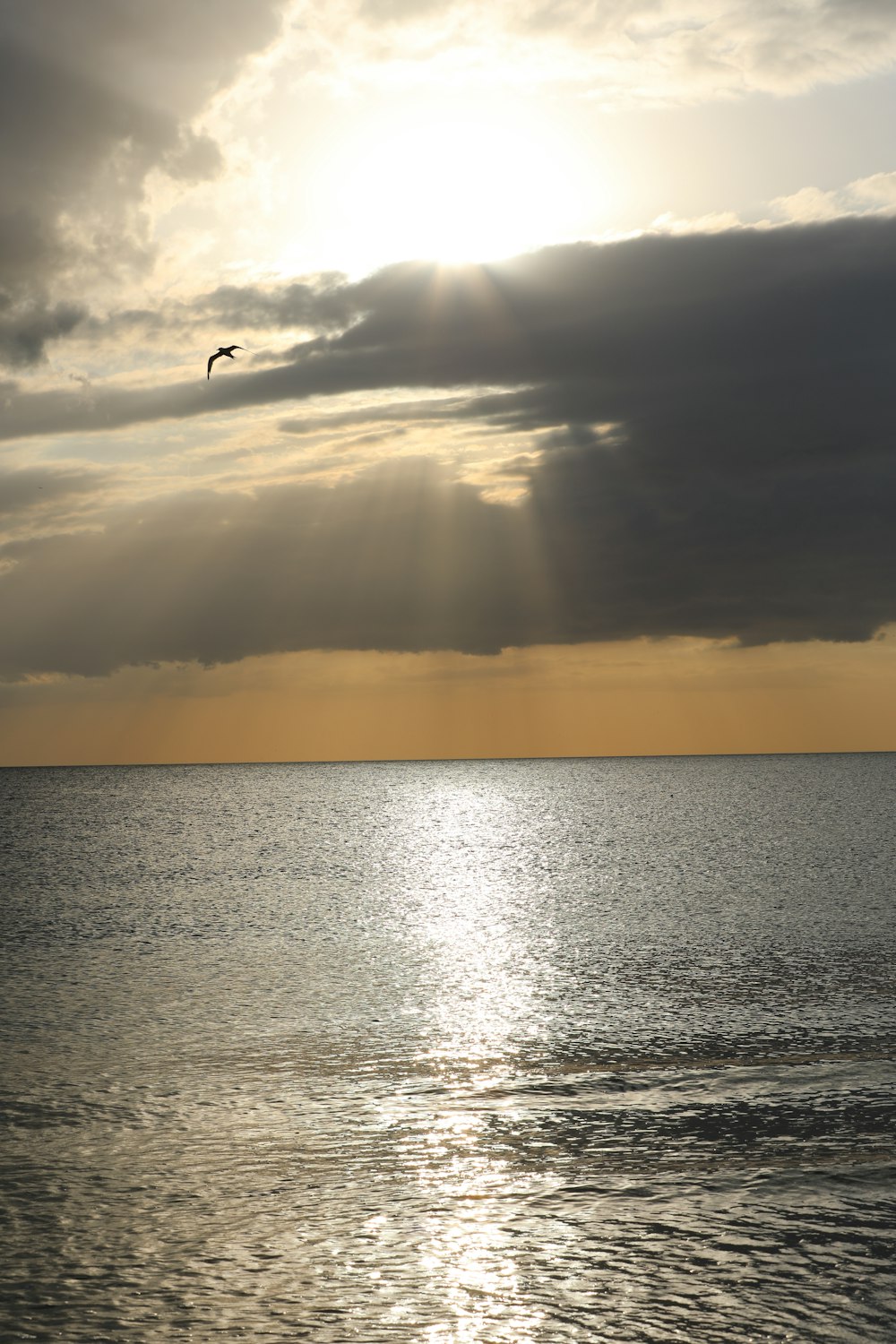 bird flying over the sea during sunset