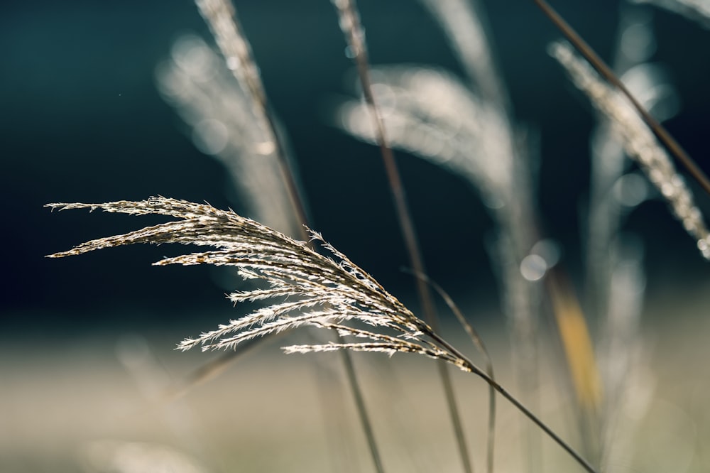 brown wheat in close up photography