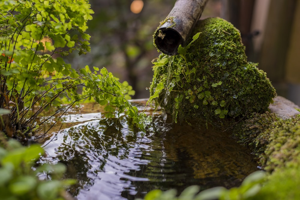 green moss on brown tree trunk