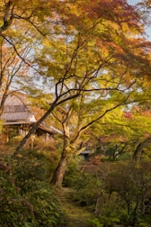 A serene landscape of the community gardens in autumn.