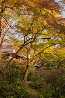 A serene garden landscape featuring vibrant autumn foliage in shades of yellow, orange, and red, surrounding a traditional wooden house with a tiled roof. The scene conveys tranquility with its lush greenery and a narrow path winding through the garden.