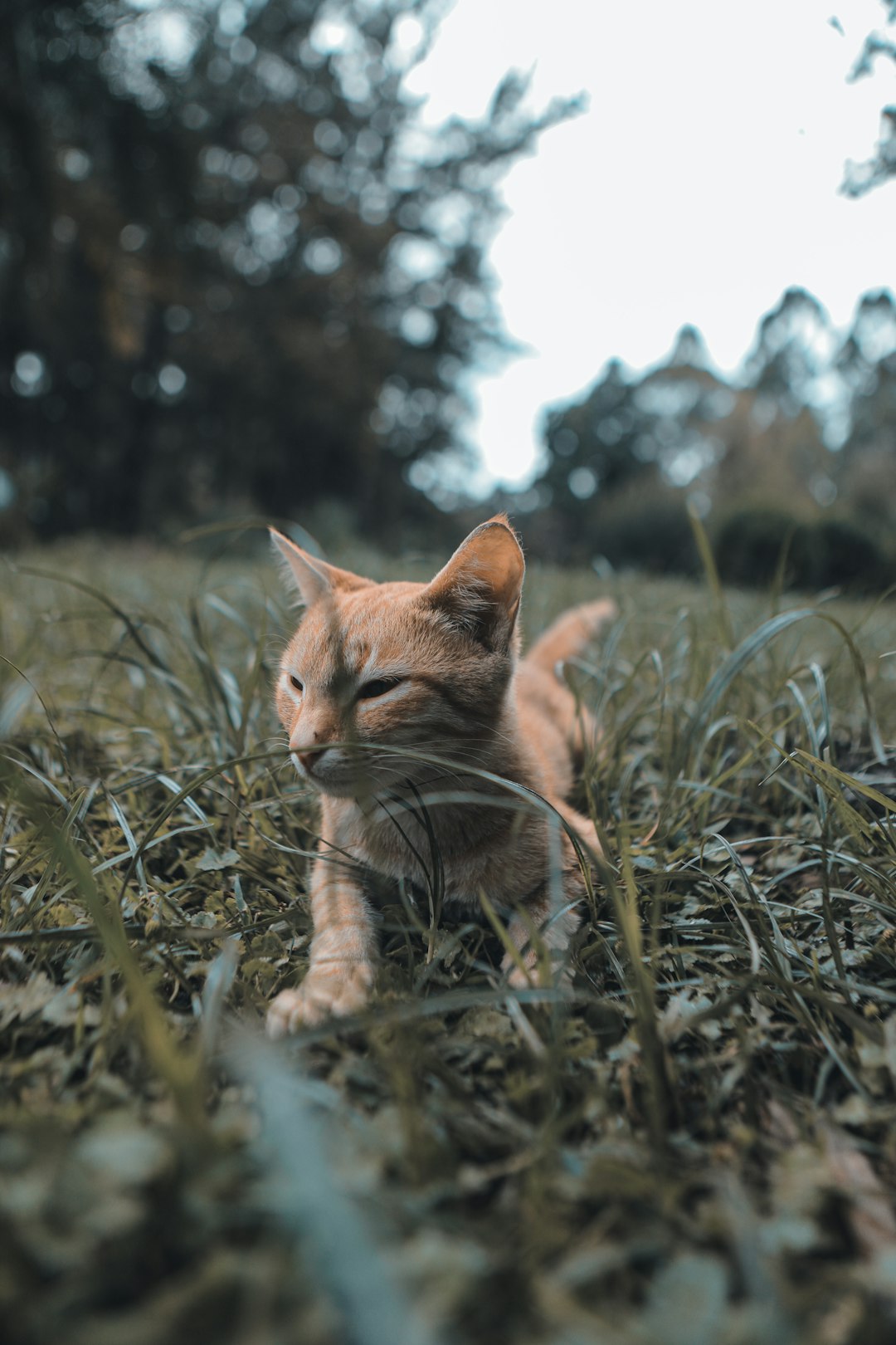 orange tabby cat on green grass during daytime