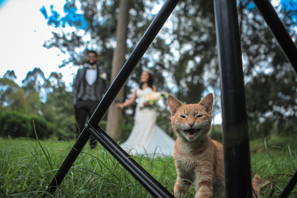 orange tabby cat on green grass during daytime