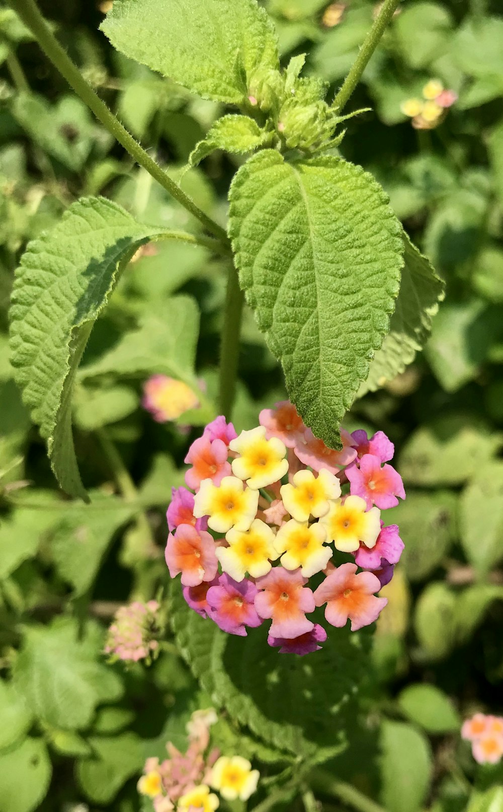 pink and yellow flower in tilt shift lens