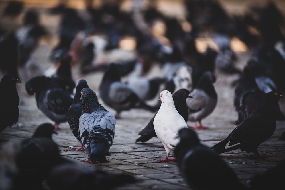 white and black birds on brown wooden floor