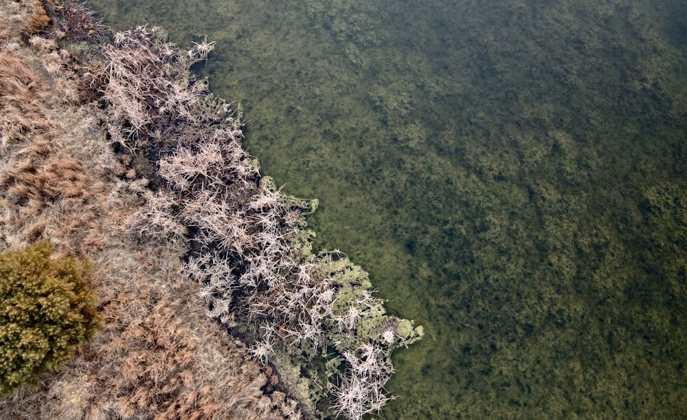 aerial view of green trees and brown field during daytime