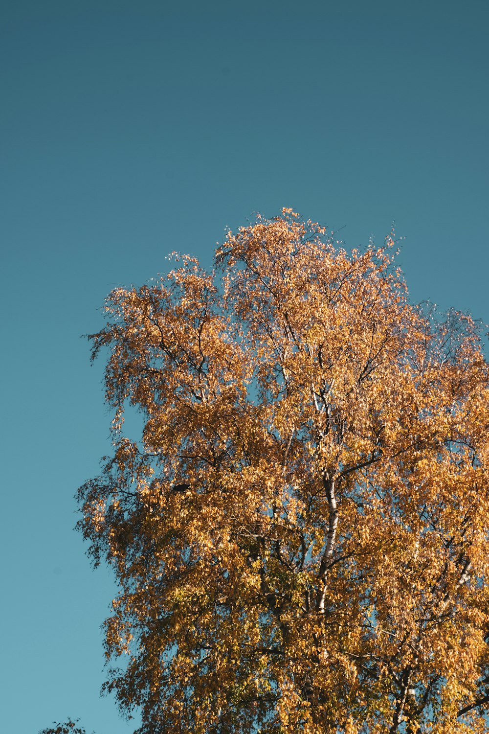 brown leaf tree under blue sky during daytime