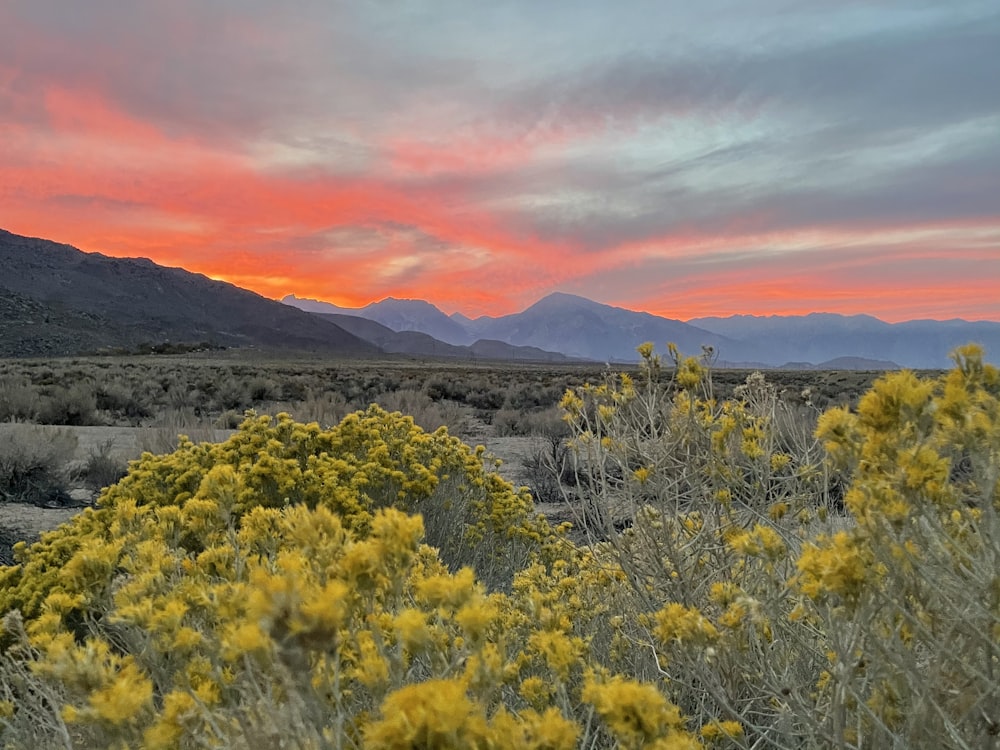 yellow flower field near mountain during daytime