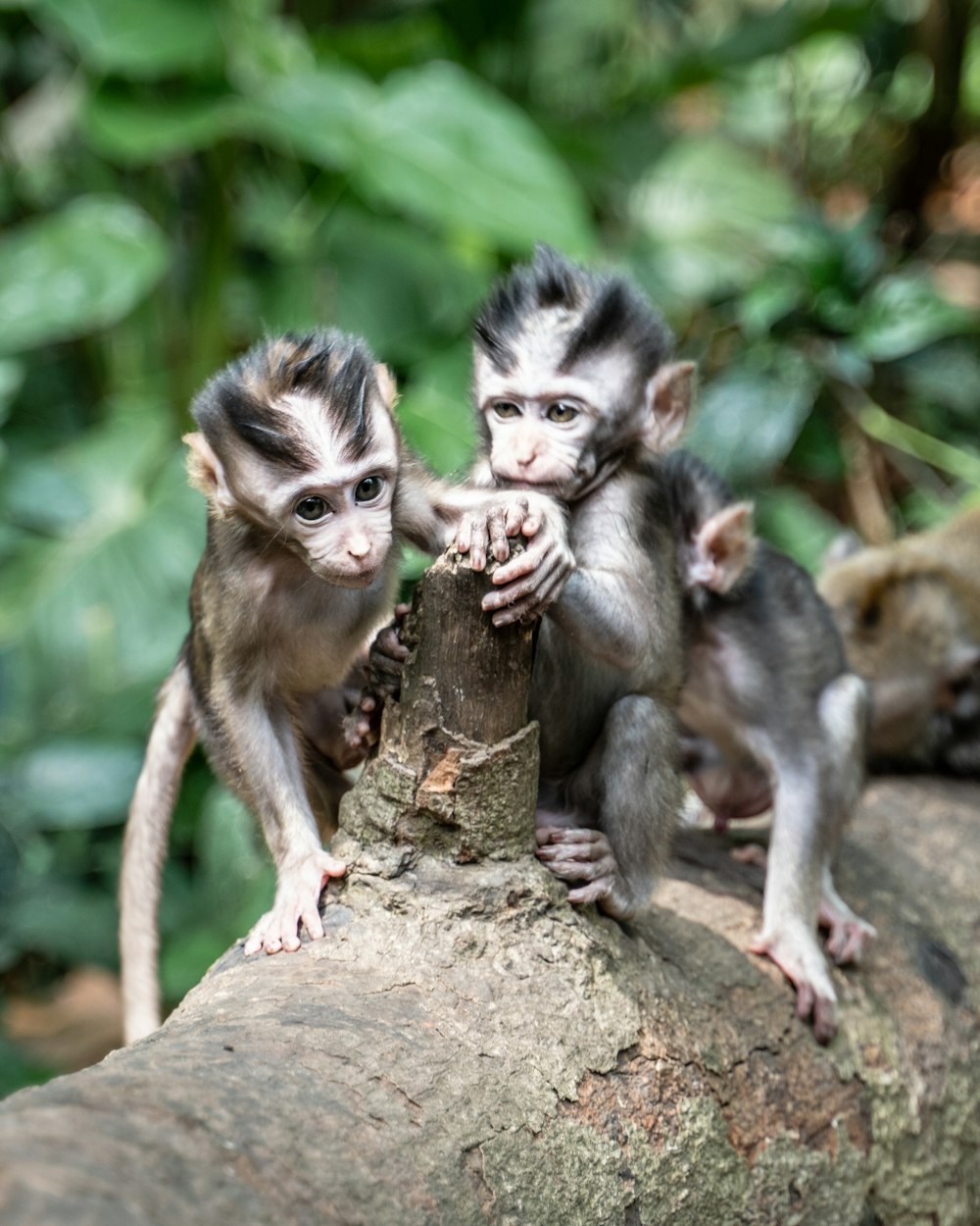 brown monkey on brown tree branch during daytime