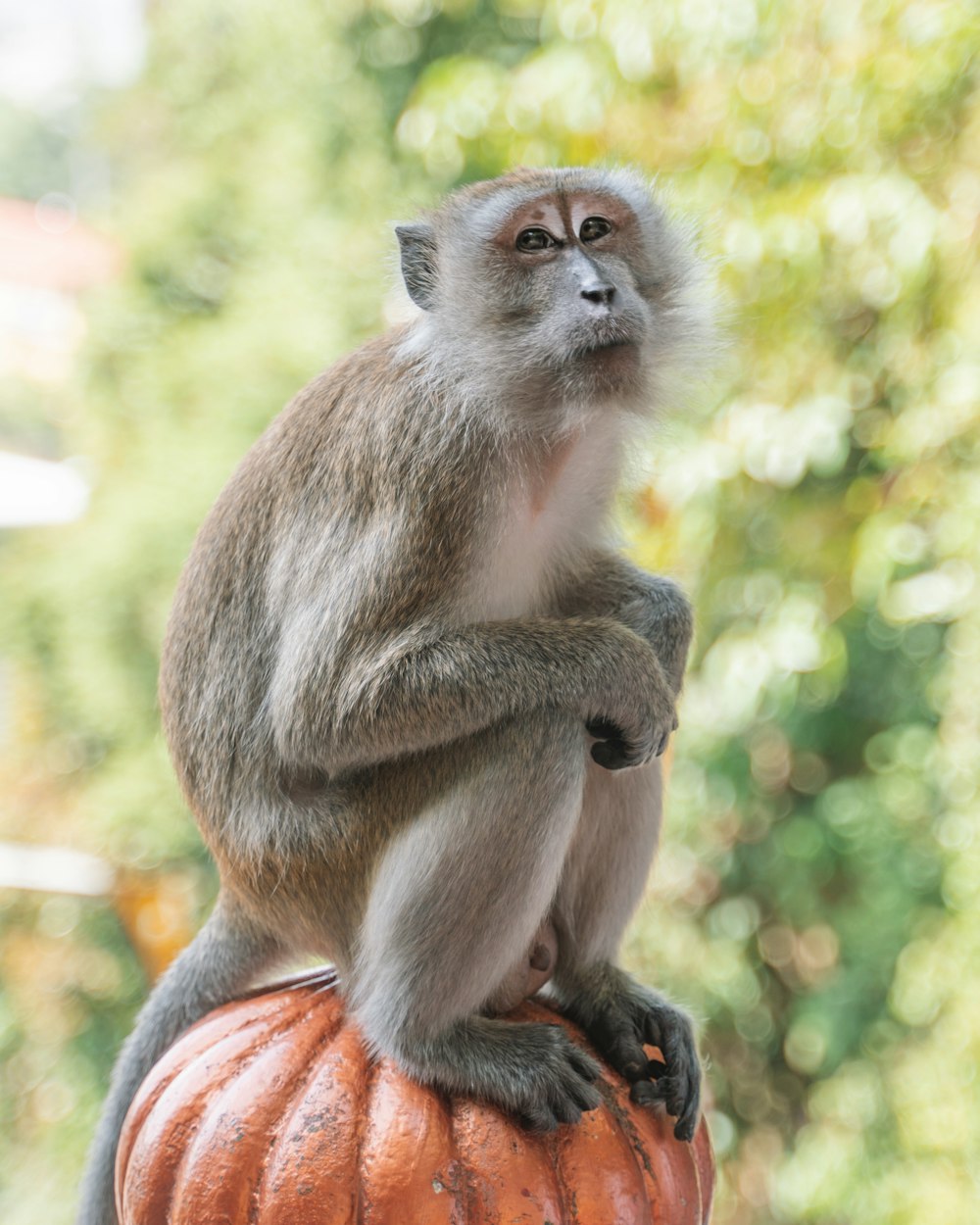 brown monkey sitting on orange textile during daytime