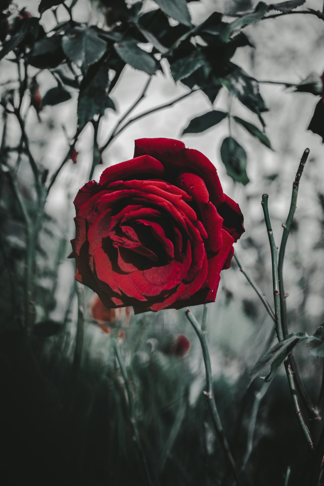 red rose in bloom during daytime