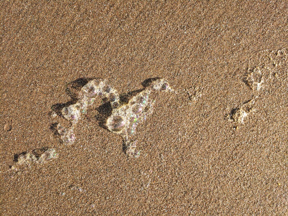 piedras blancas y negras sobre arena marrón