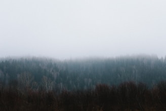 A serene landscape photo showing a misty forest captured by Anthony Korculanic.