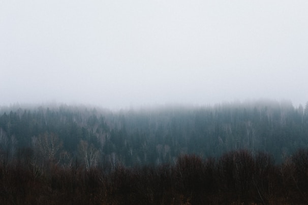 A serene landscape photo showing a misty forest captured by Anthony Korculanic.