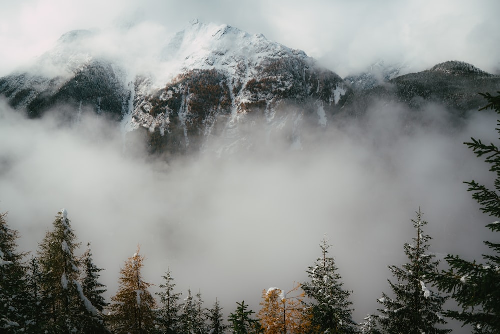 green trees near snow covered mountain during daytime