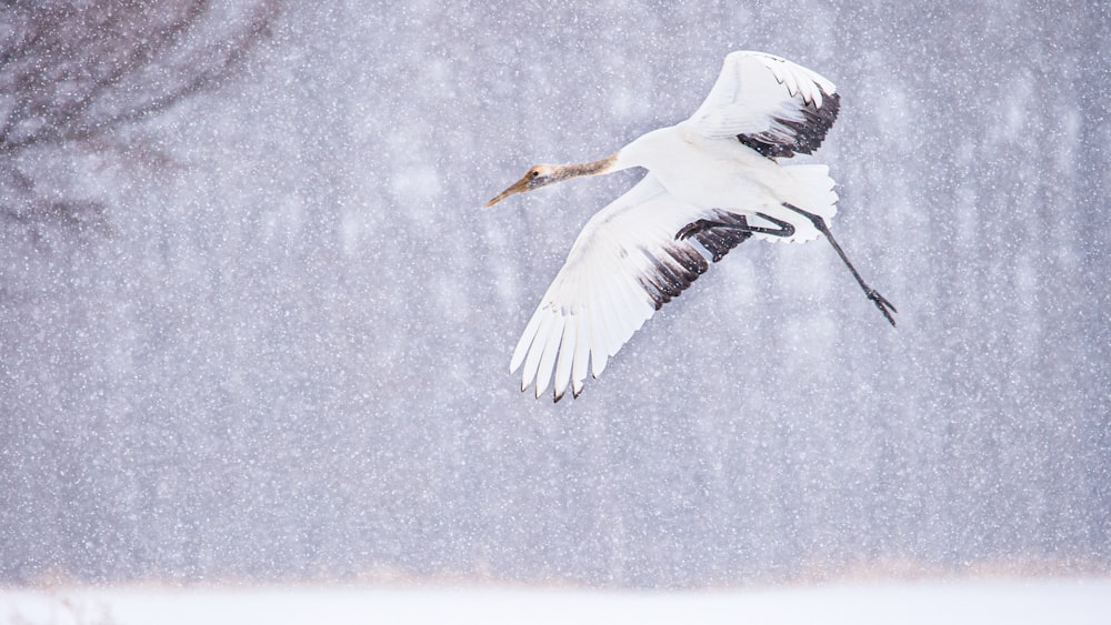 white bird flying over snow covered ground