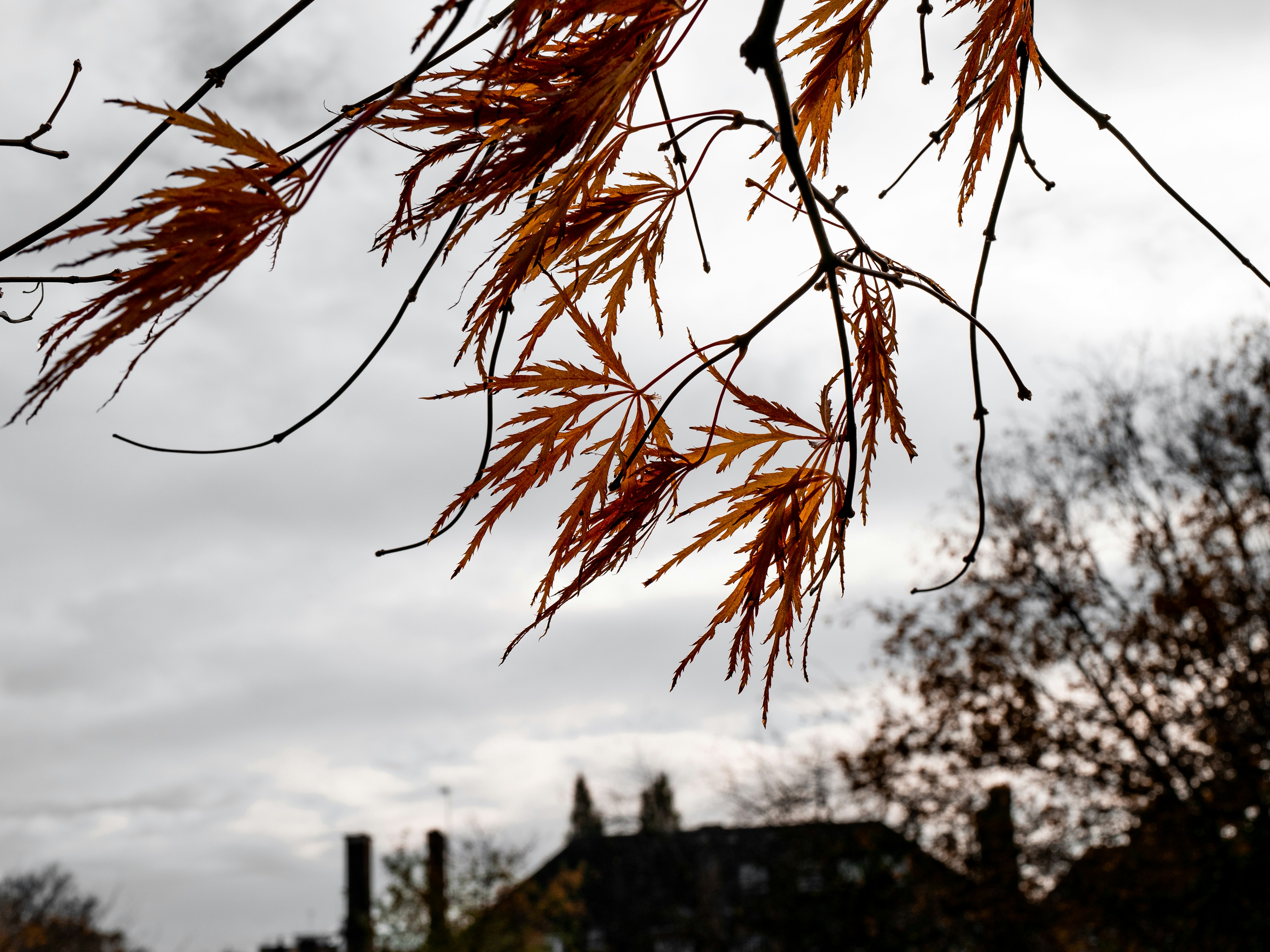 brown leaves during day time
