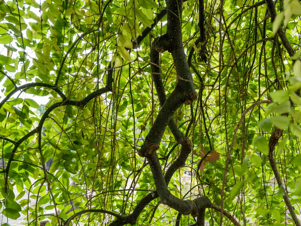 green leaves on brown tree branch